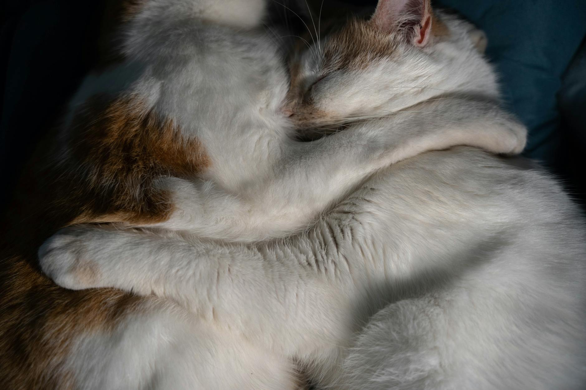 Birlikte sevgi gösteren iki kedi