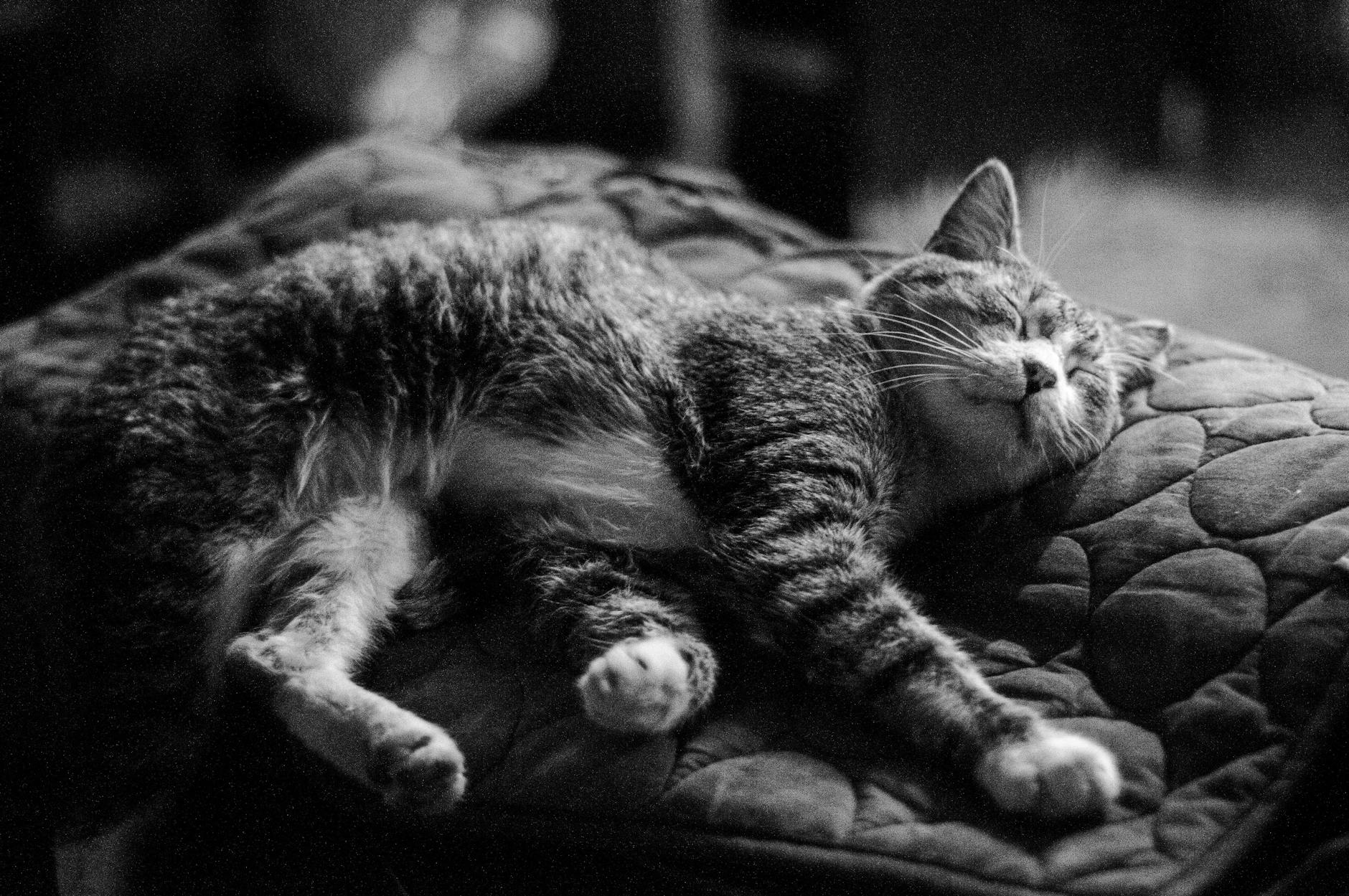Yaşlı kedi yatakta
