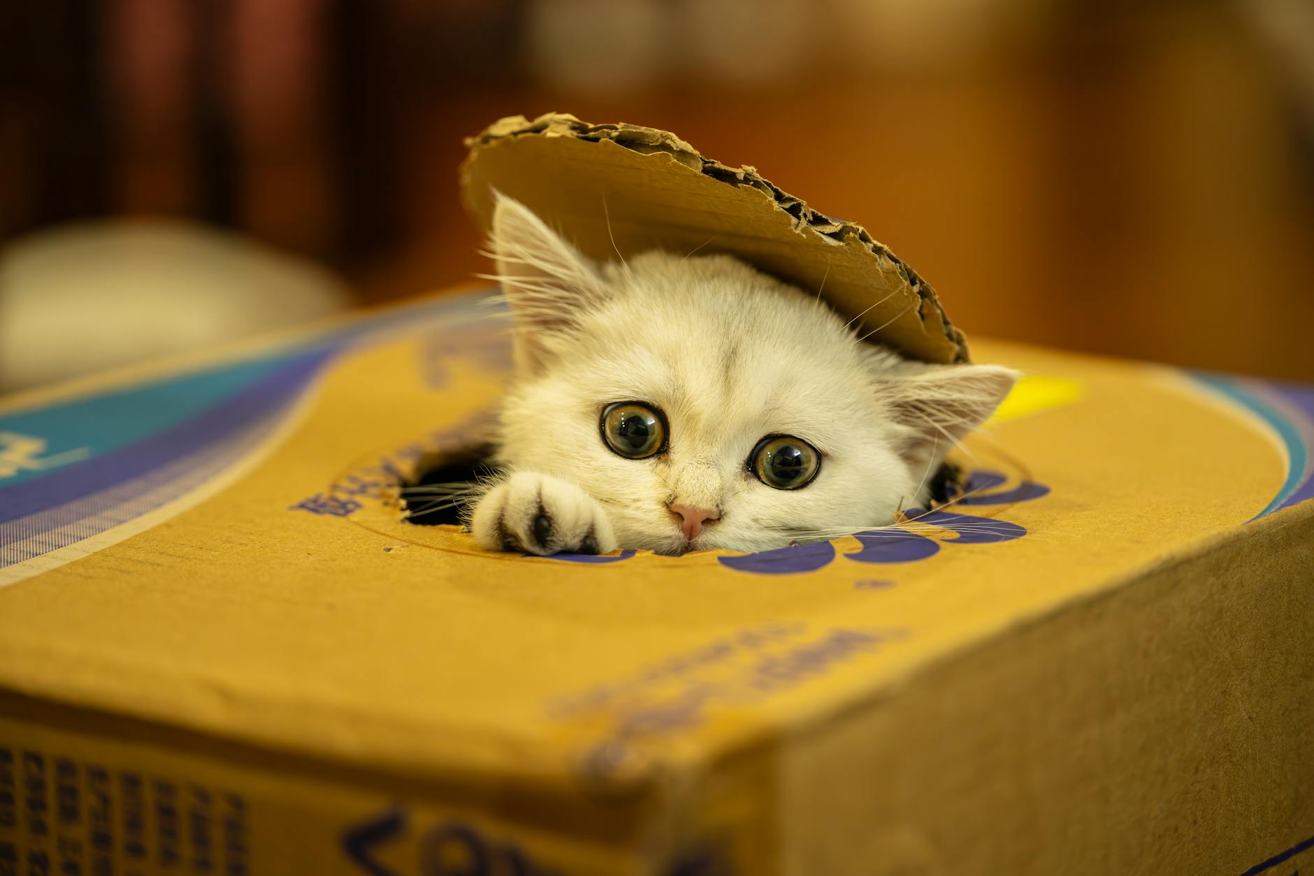Kutuda saklanan kedi
