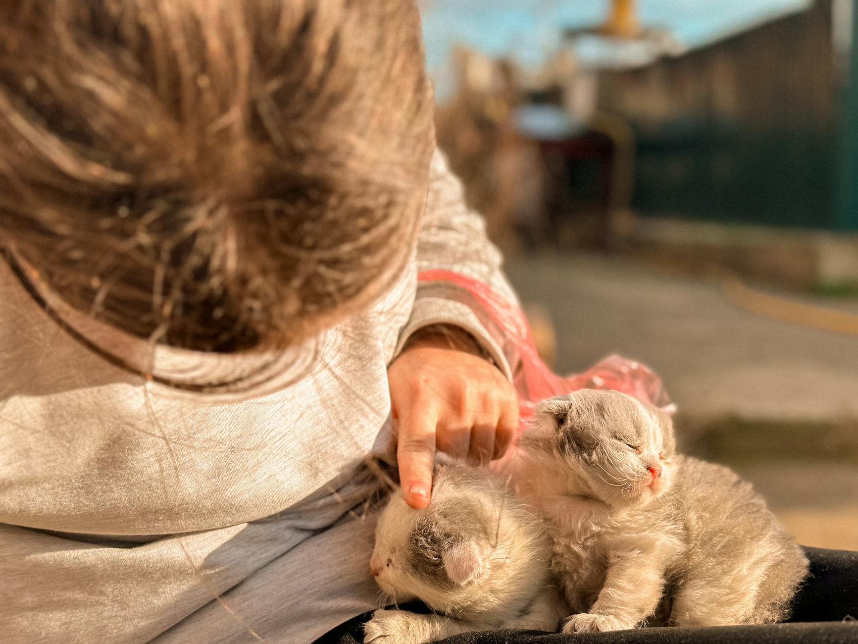 Yavru kedi ve çocuk