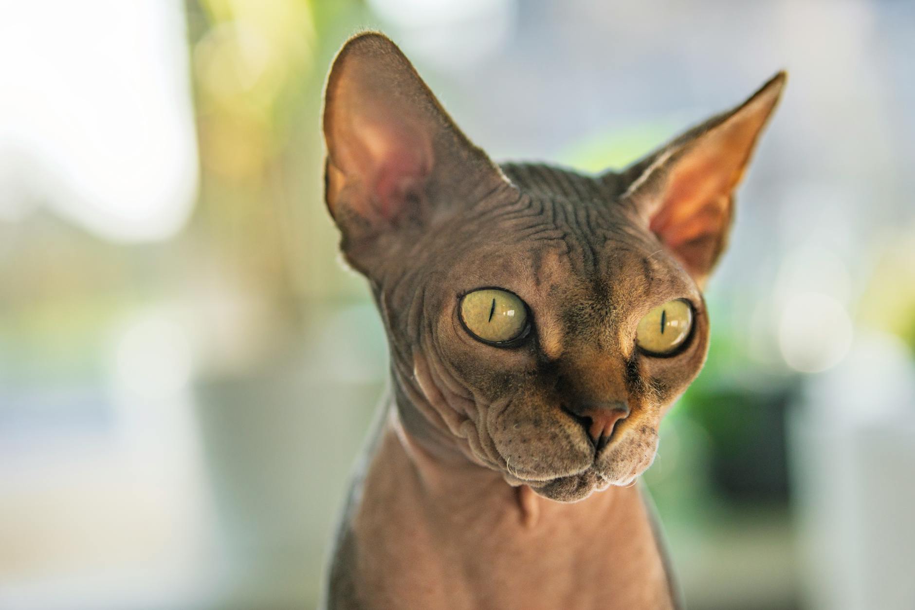 Tüysüz kedi portre
