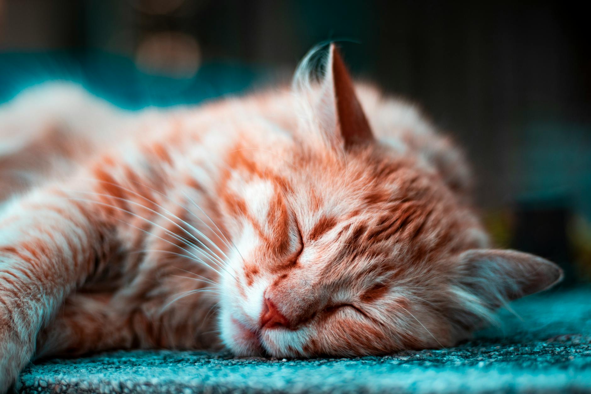 Mırlayan uyuyan kedi