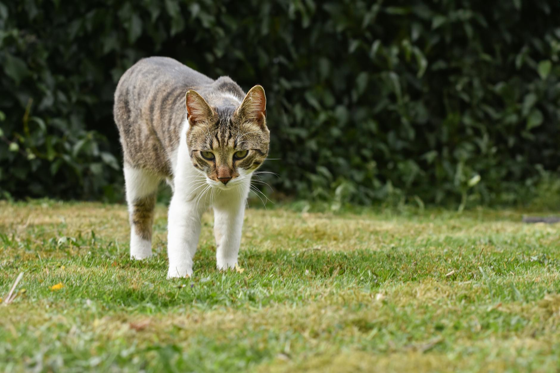 Kedi dış mekan