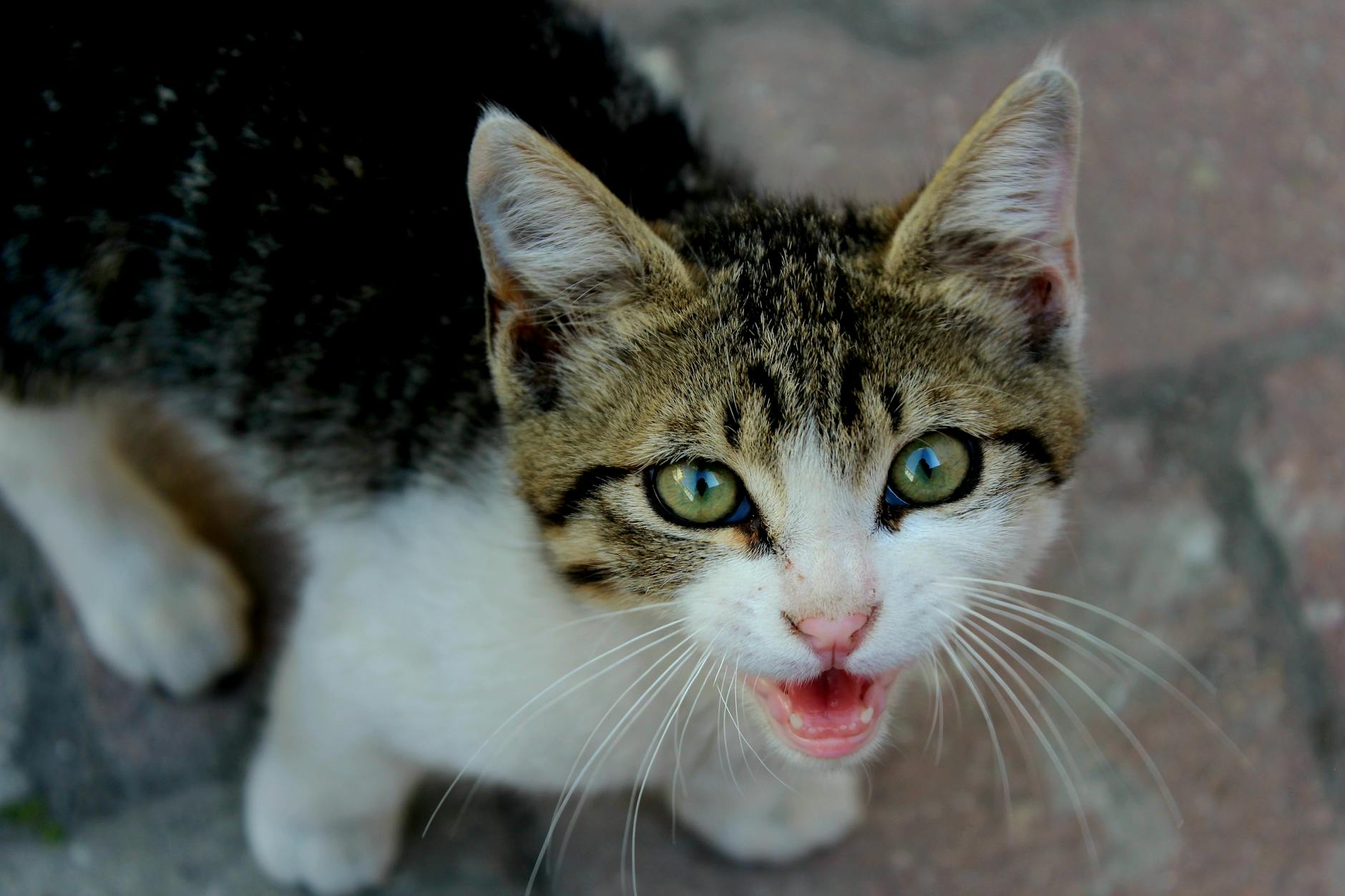 Miyavlayan yavru kedi