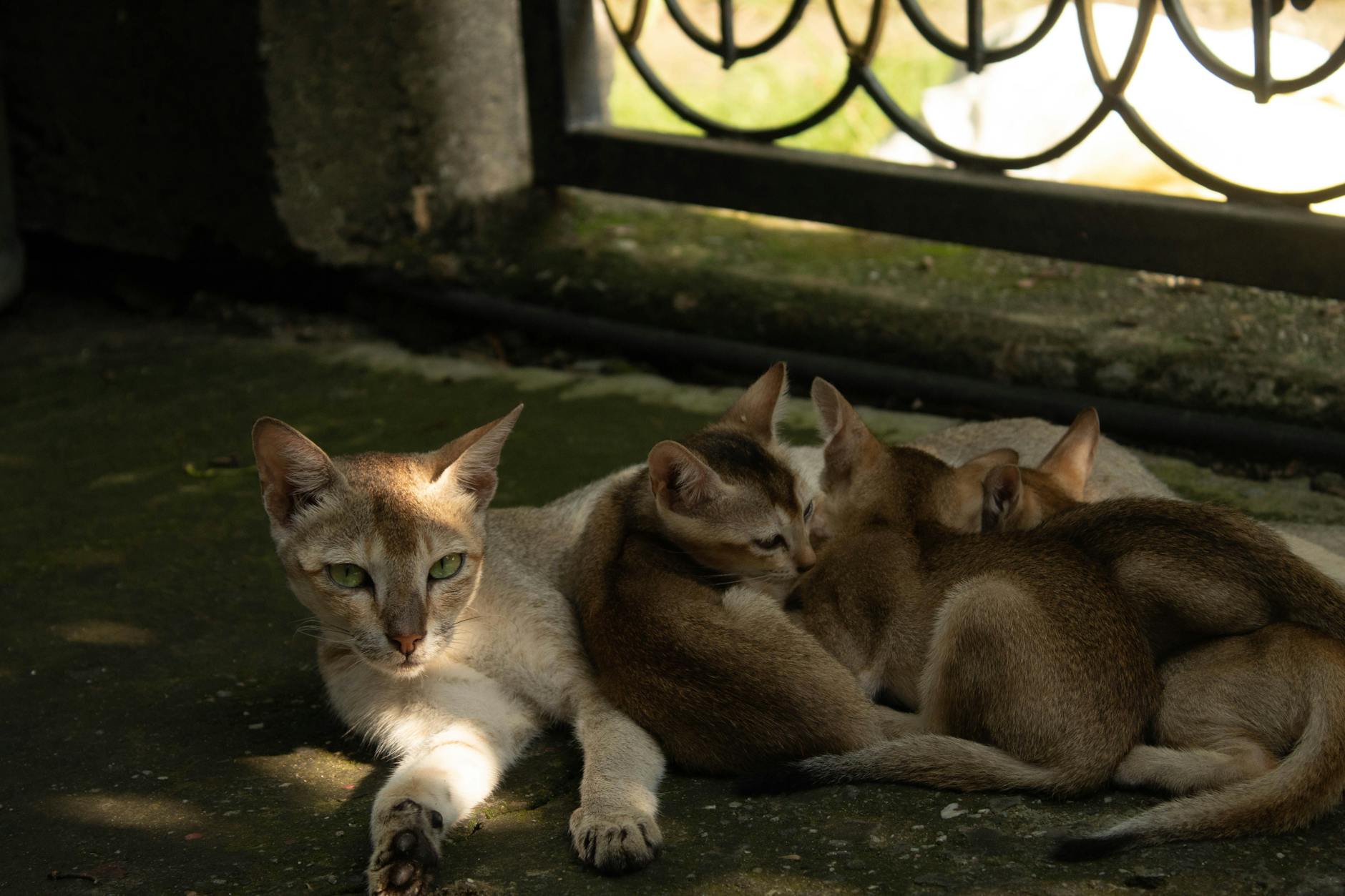 Bebek ve aile kedisi