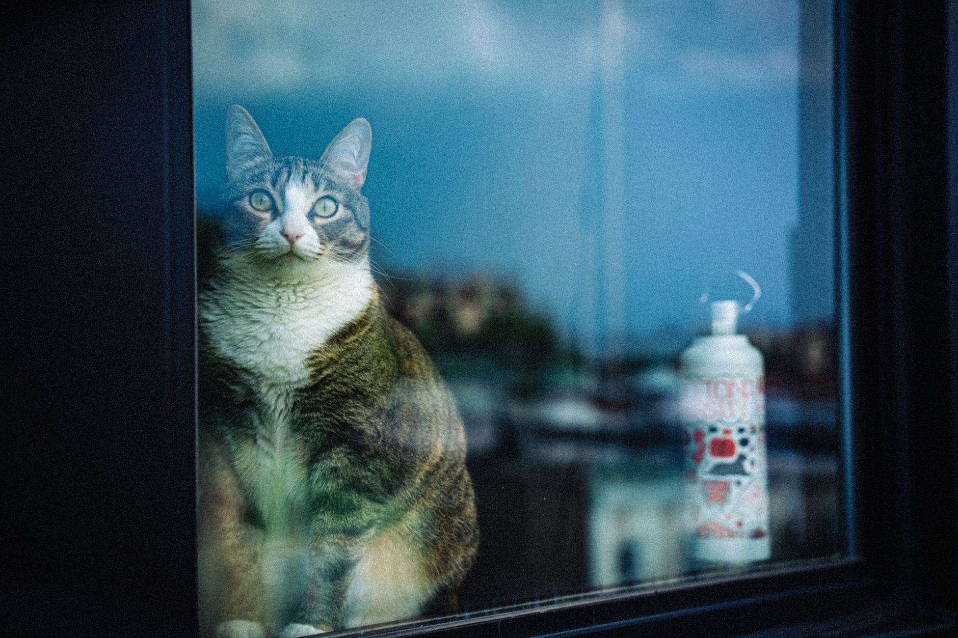 Yeni evi inceleyen kedi