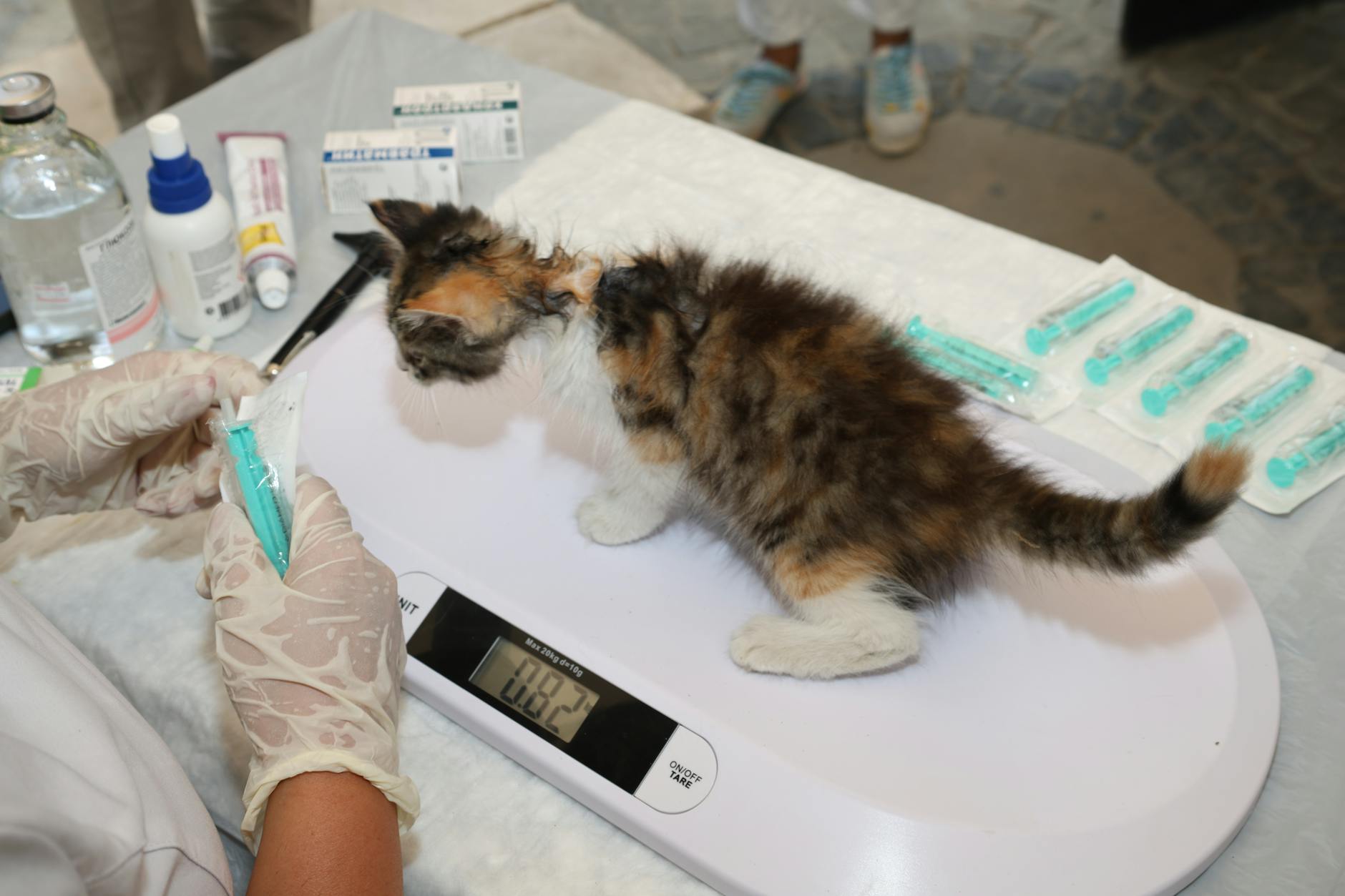 Yavru kedi parazit kontrolü