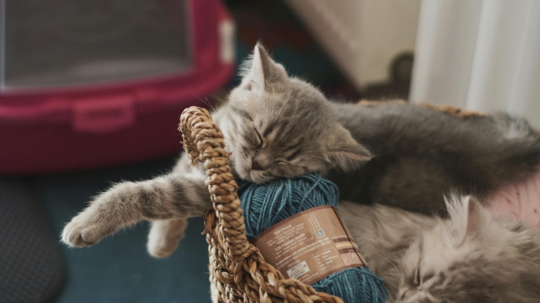 Hasta yavru kedi sepette