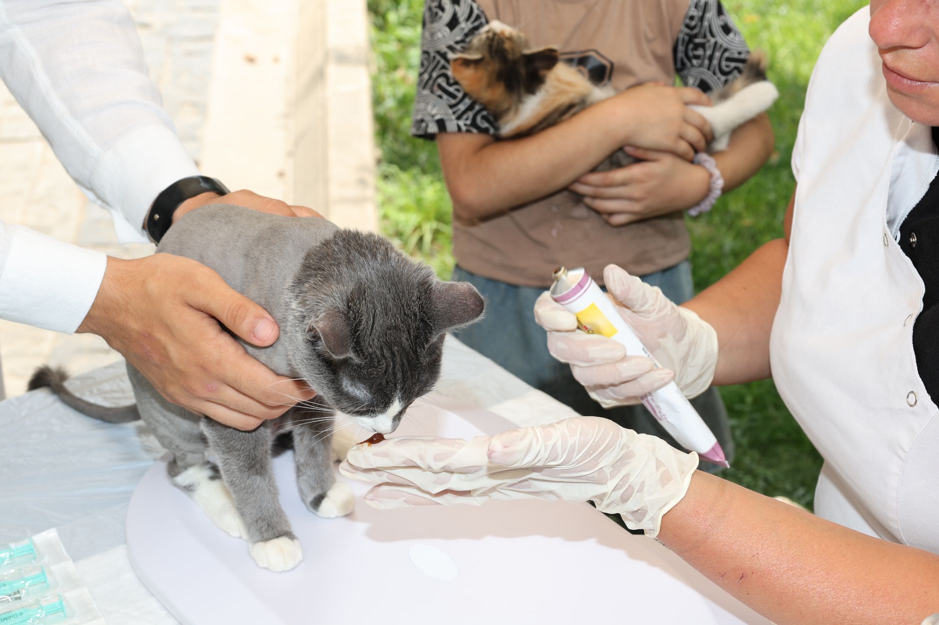 Kedi pire kene tedavisi