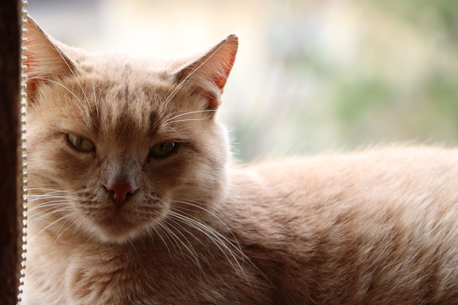 Kedi kulak pozisyonu
