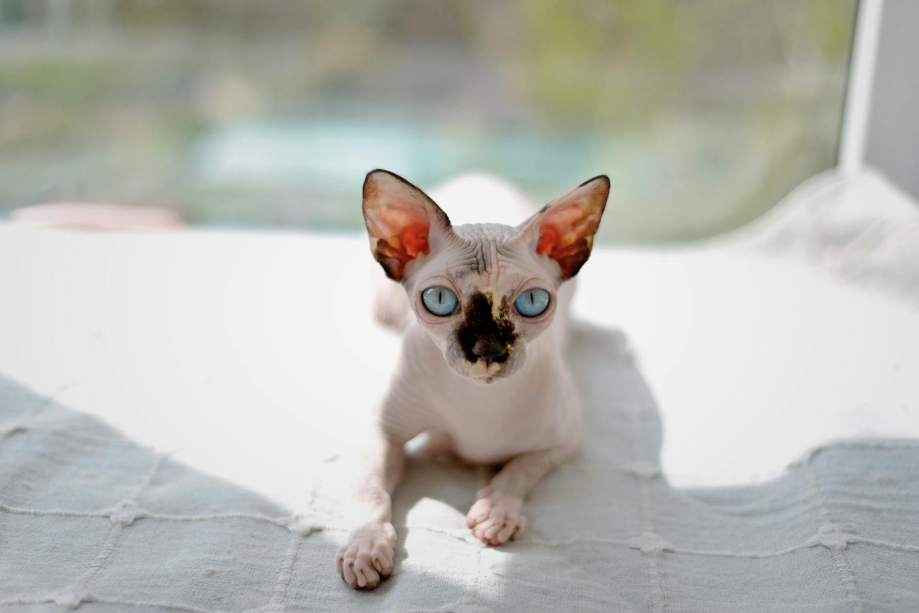 Sphynx kedi portresi