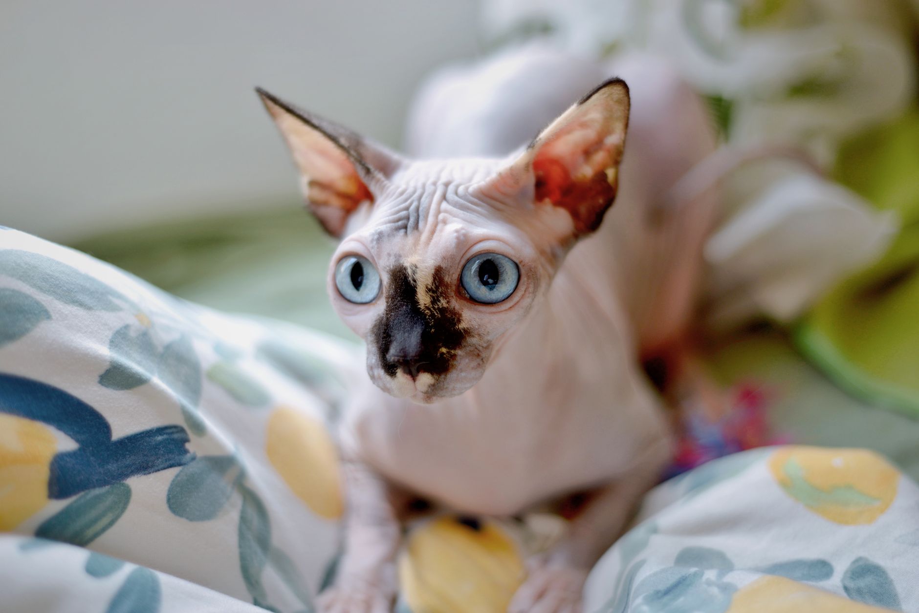 Sphynx yavru kedi
