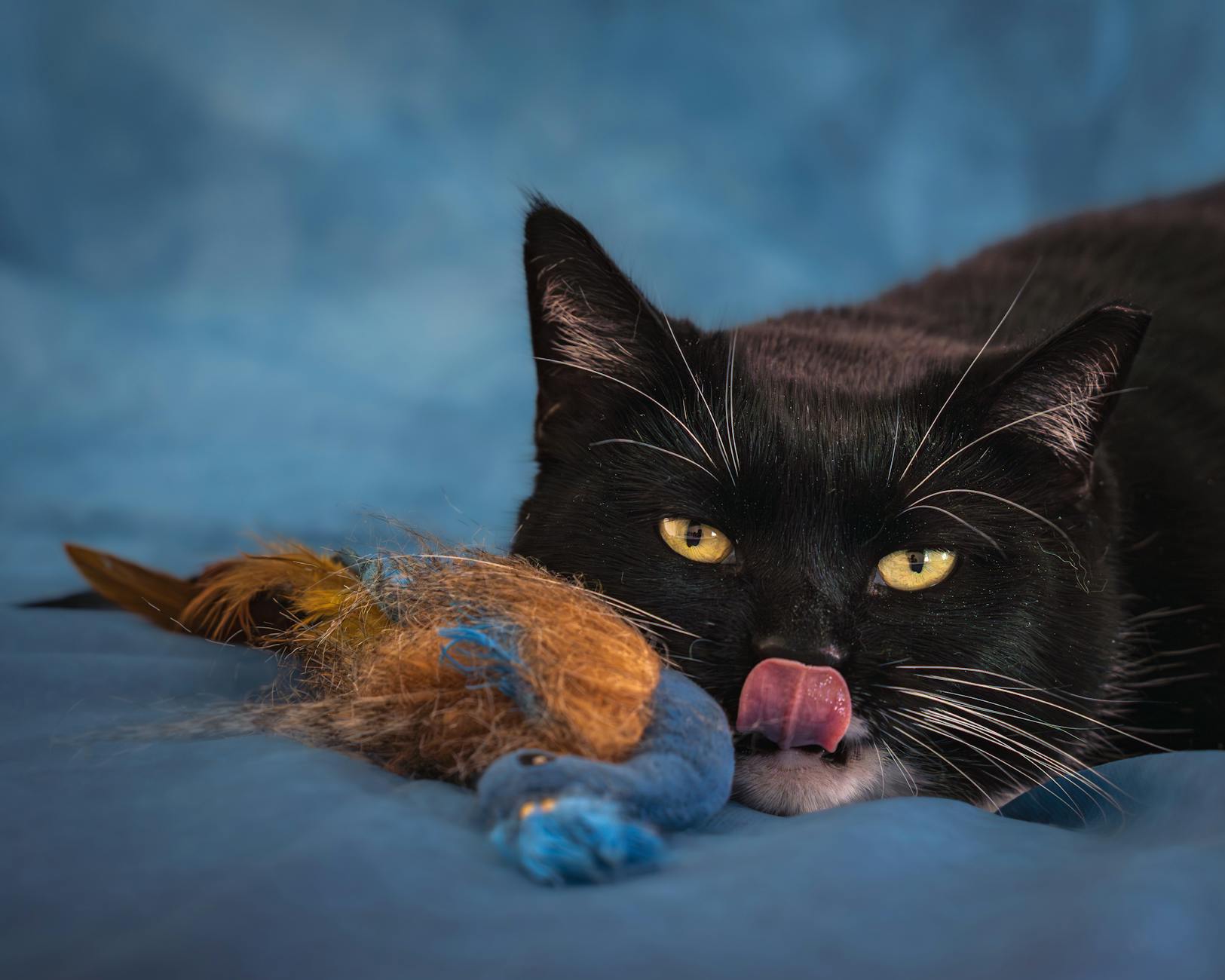 Tüy oyuncaklı kedi