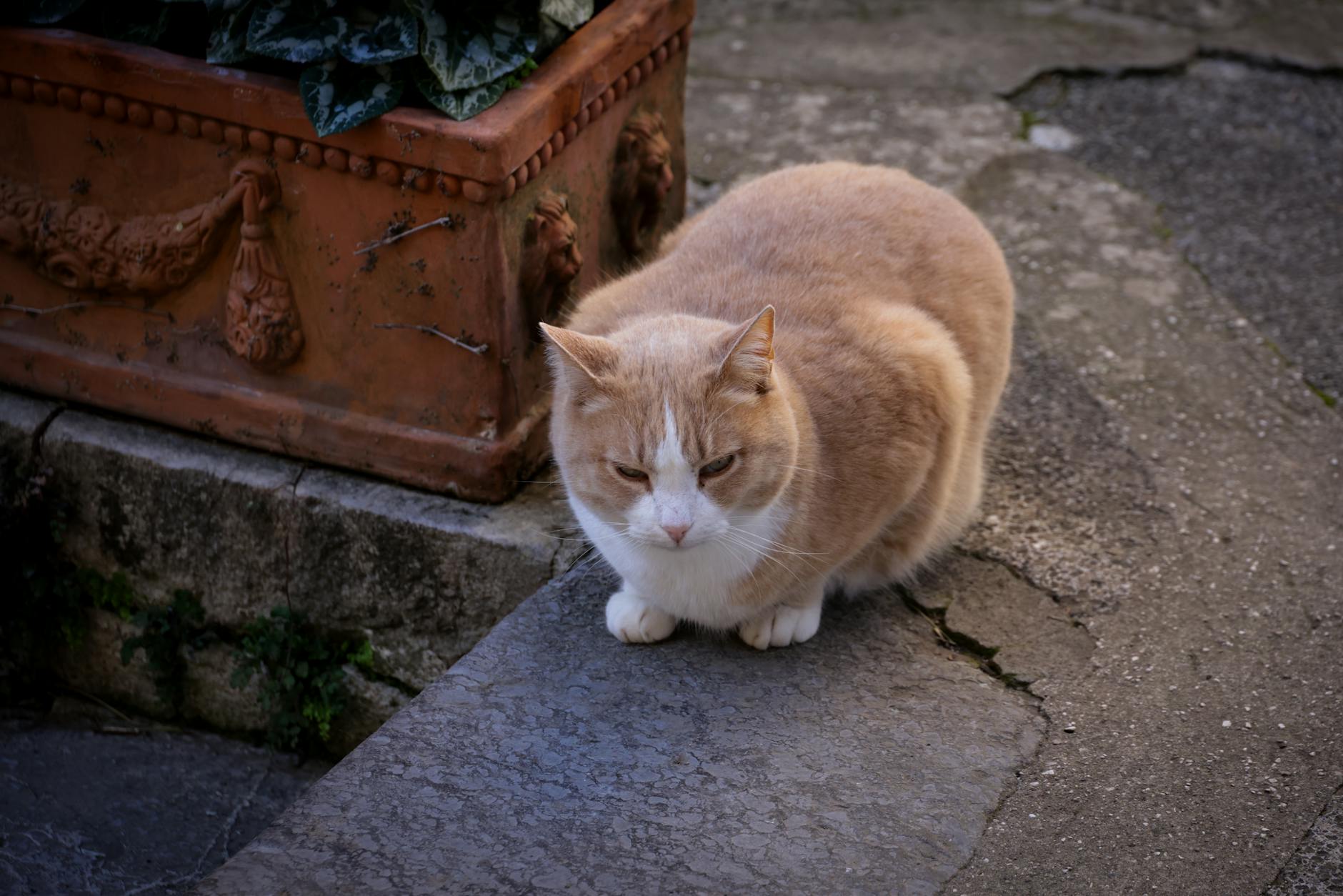 Şişman oturan kedi
