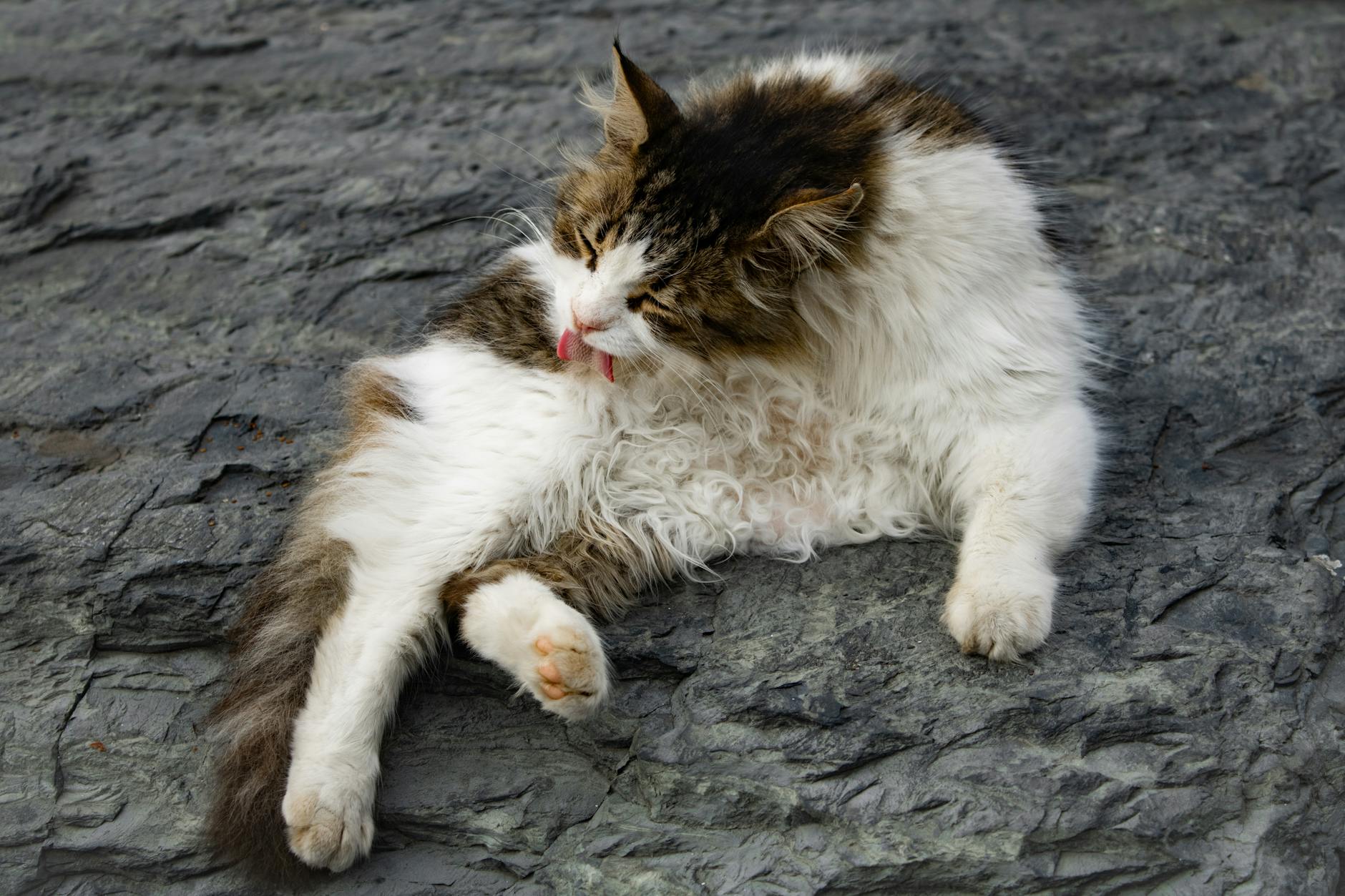 Aşırı tımar kedi