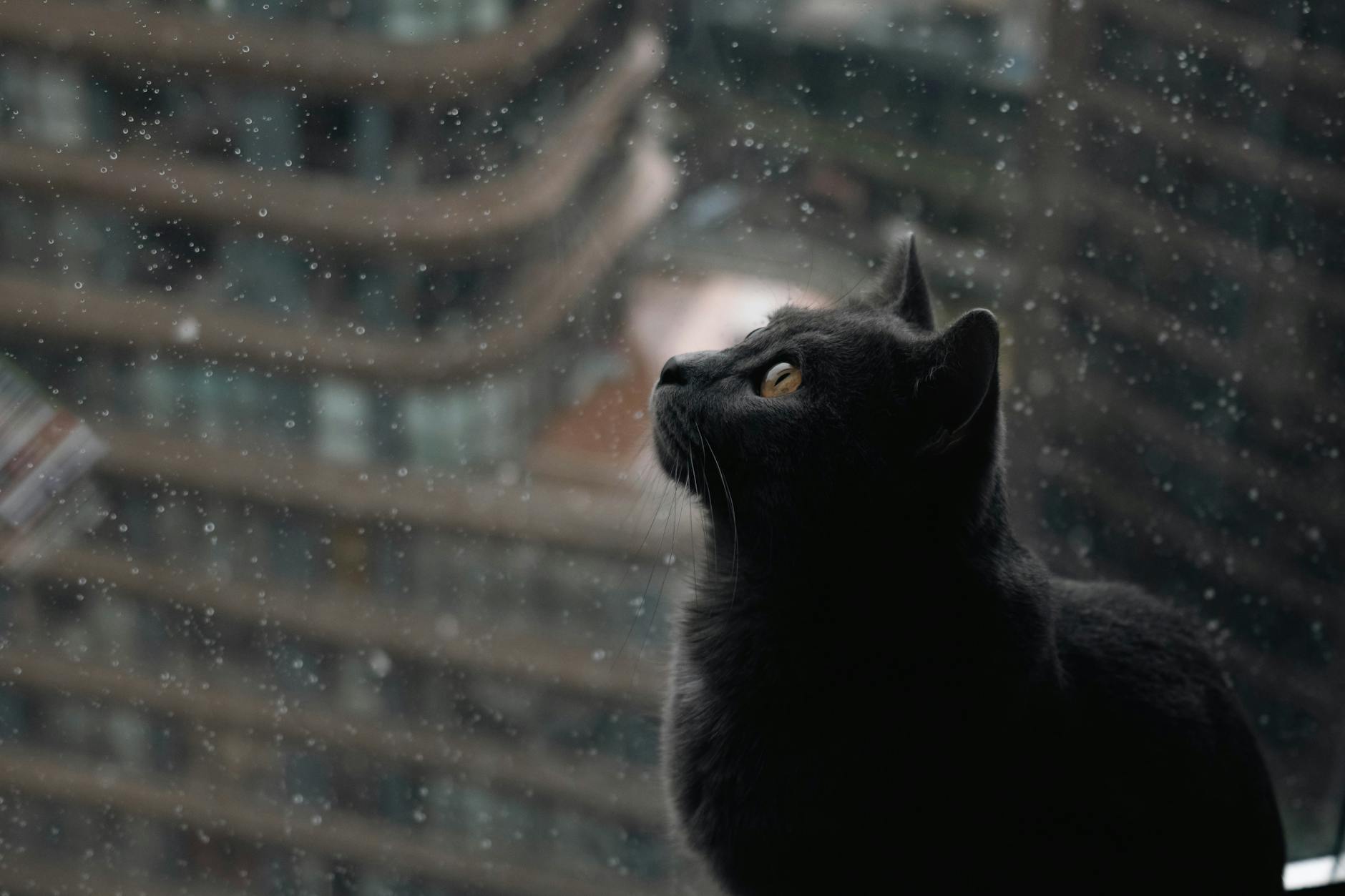 Düşünceli kedi
