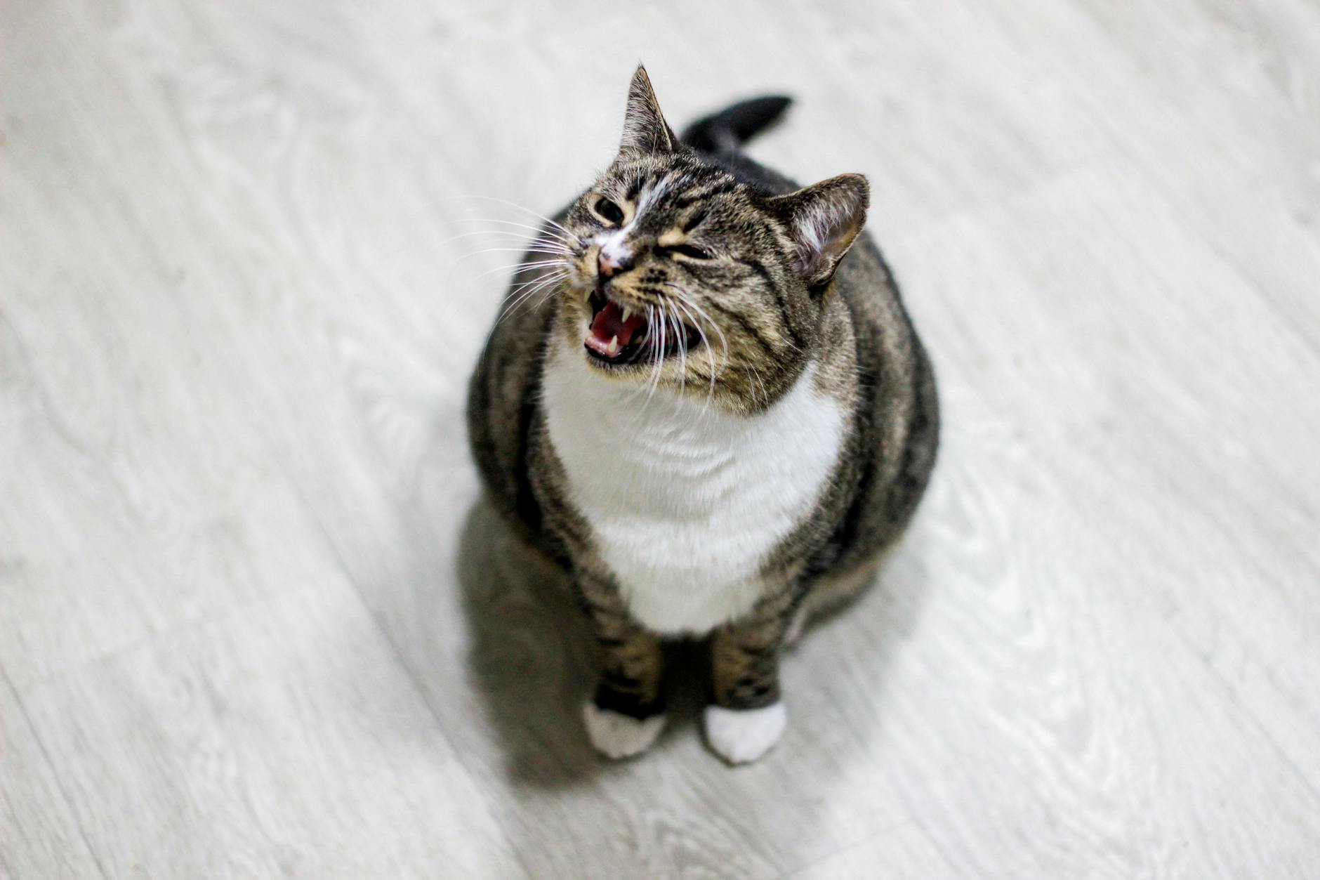 Miyavlayan kedi