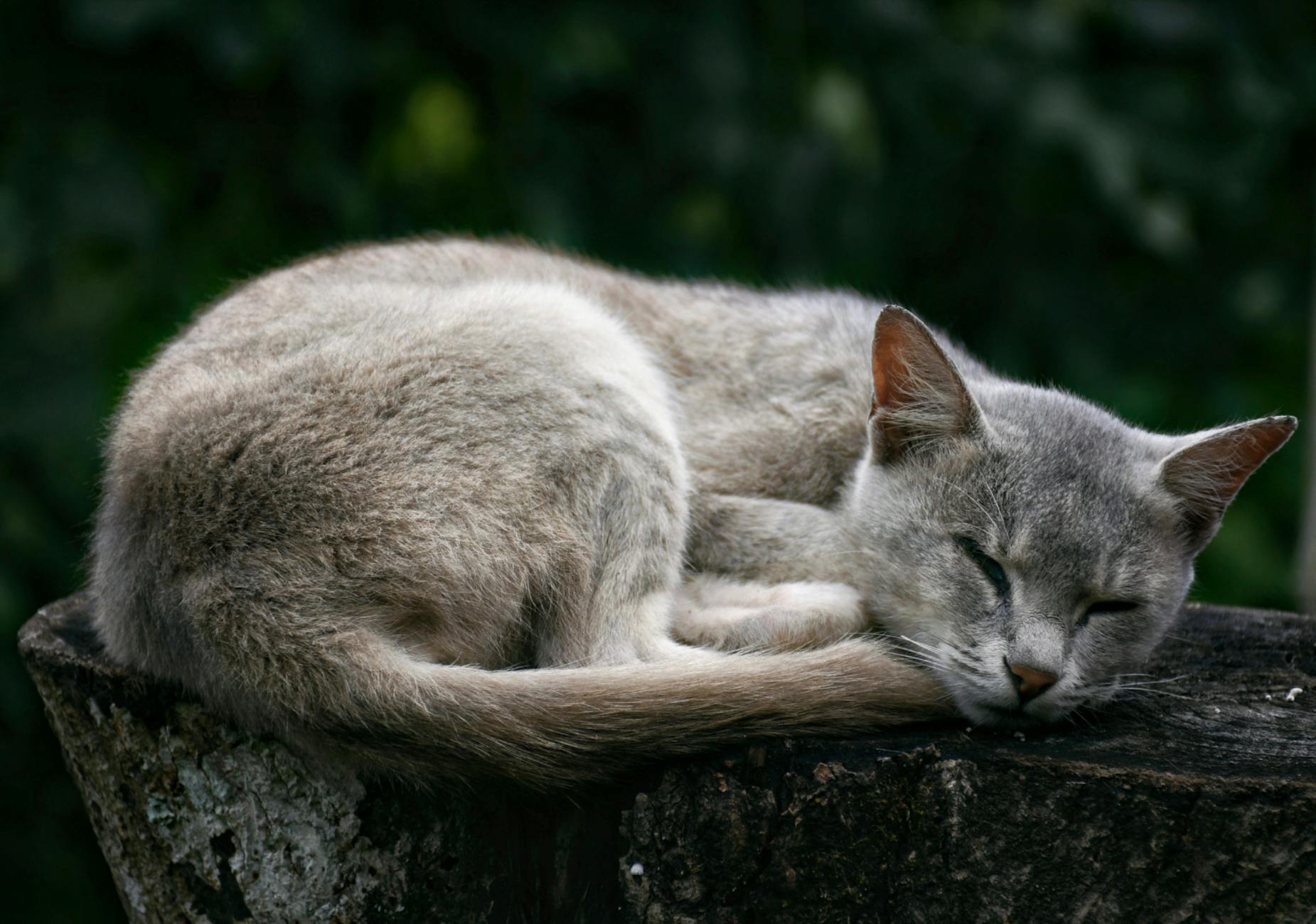 Uyuyan sakin gri kedi