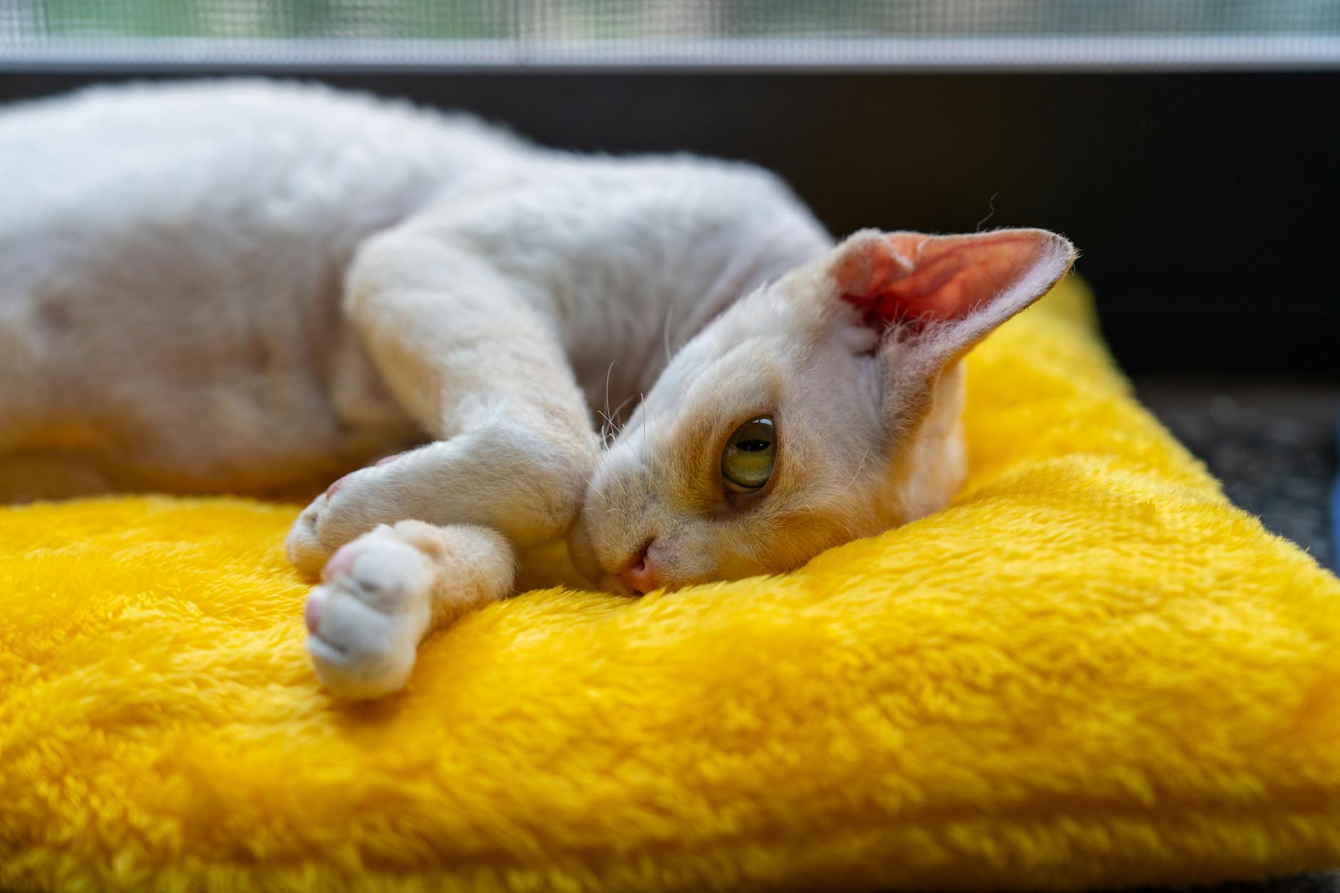 Cornish Rex kıvırcık kedi