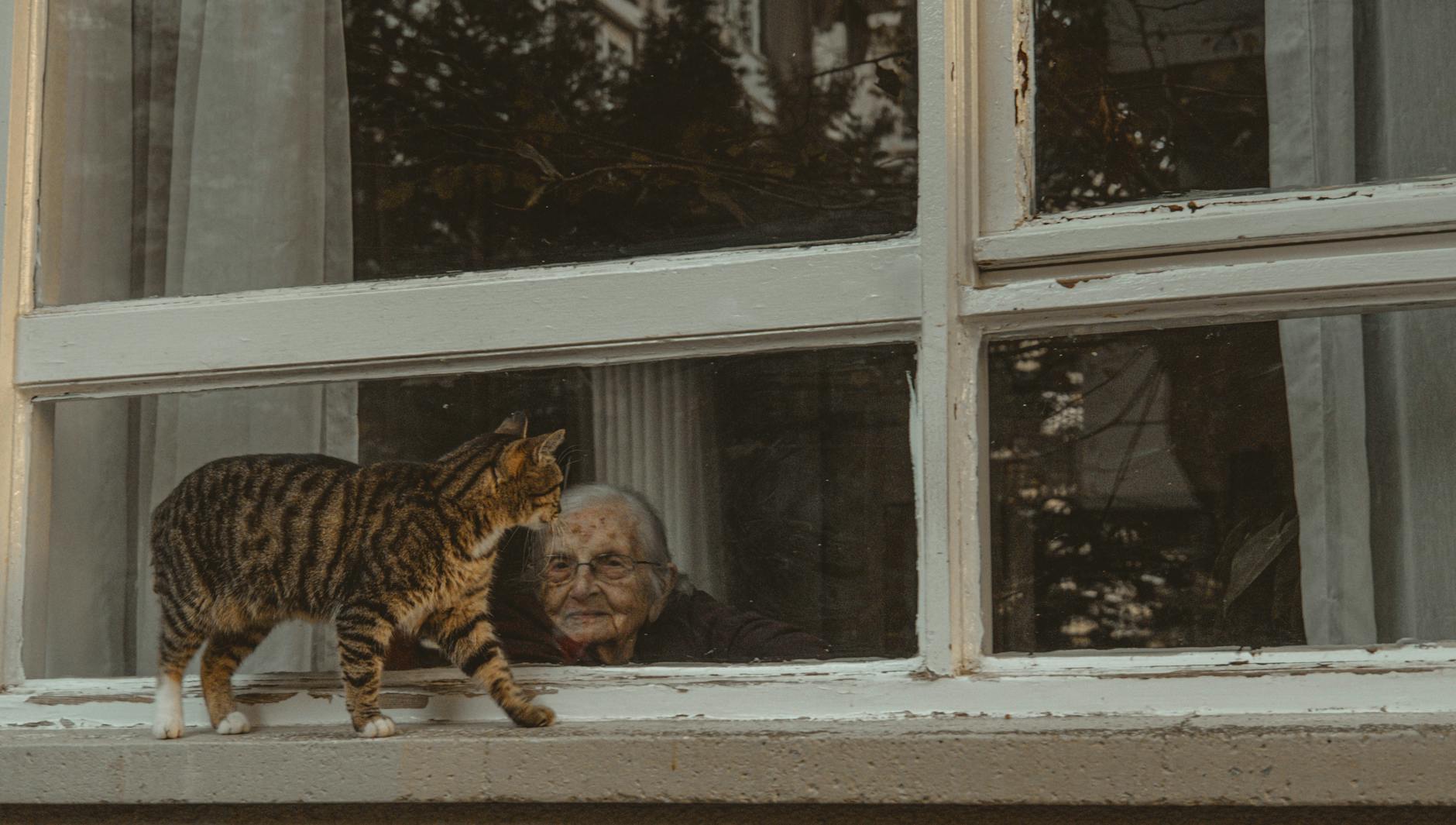 Hiperaktif yaşlı kedi