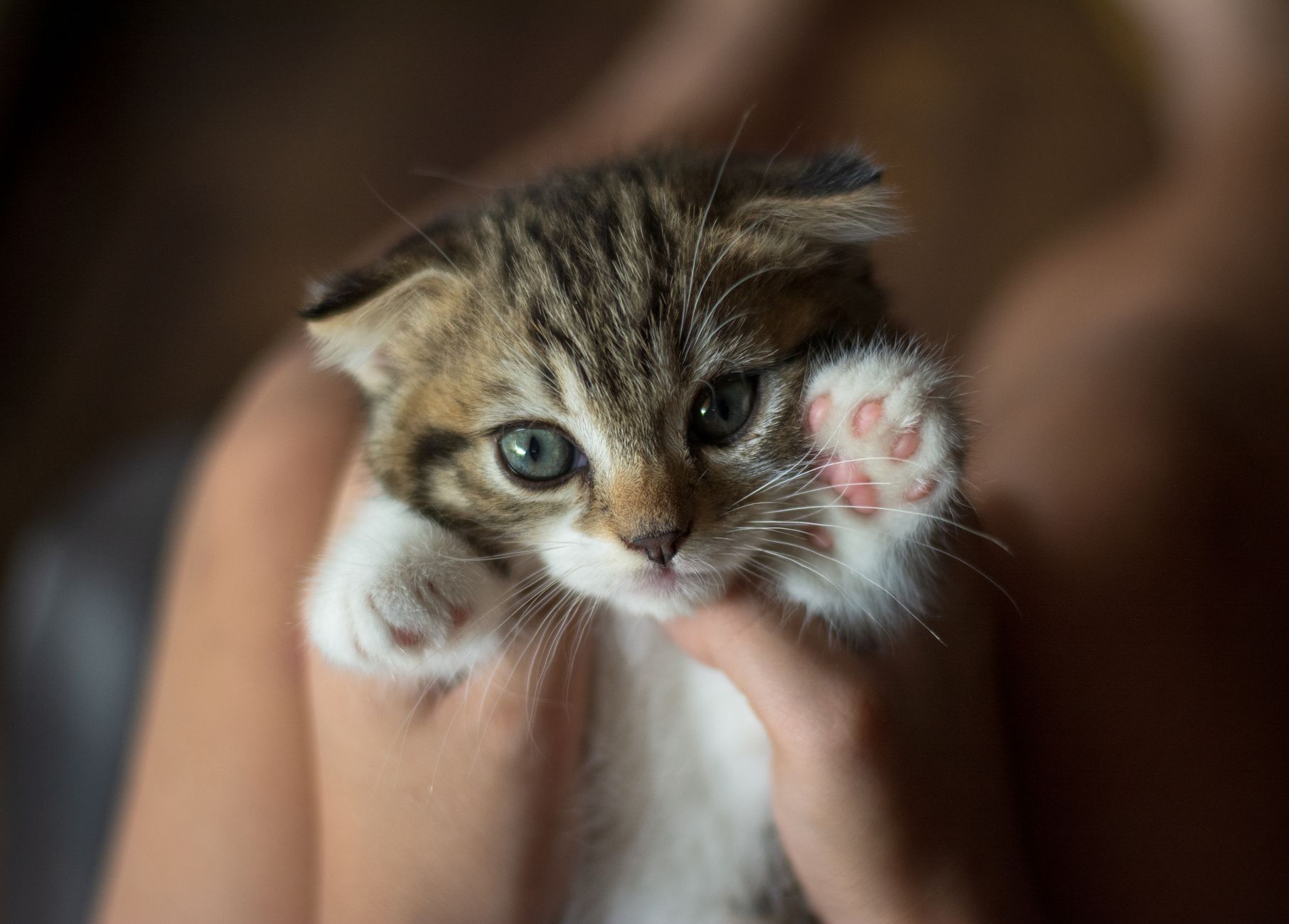 Battaniyede tutulan kedi
