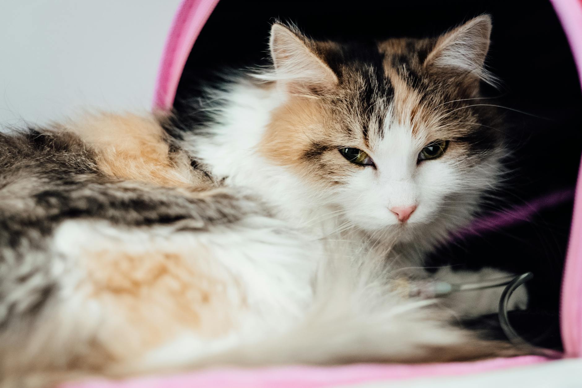 Veterinerde hasta kedi