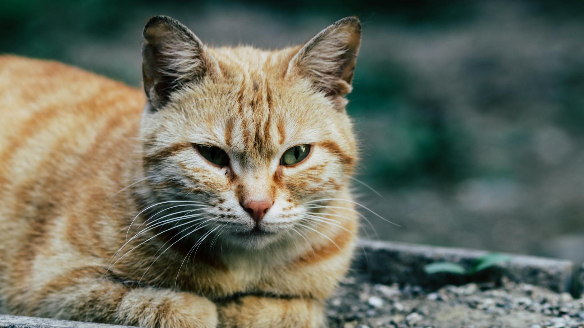 Zayıf yaşlı kedi