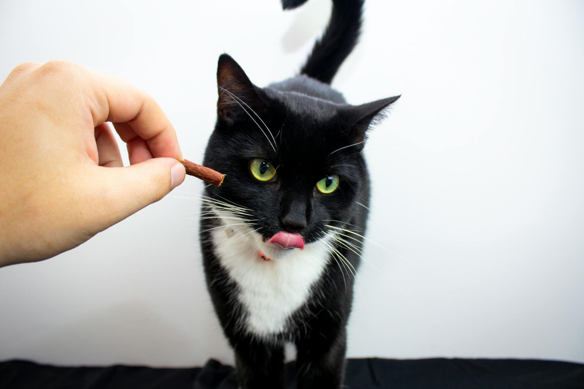 Kedi ıslak mama