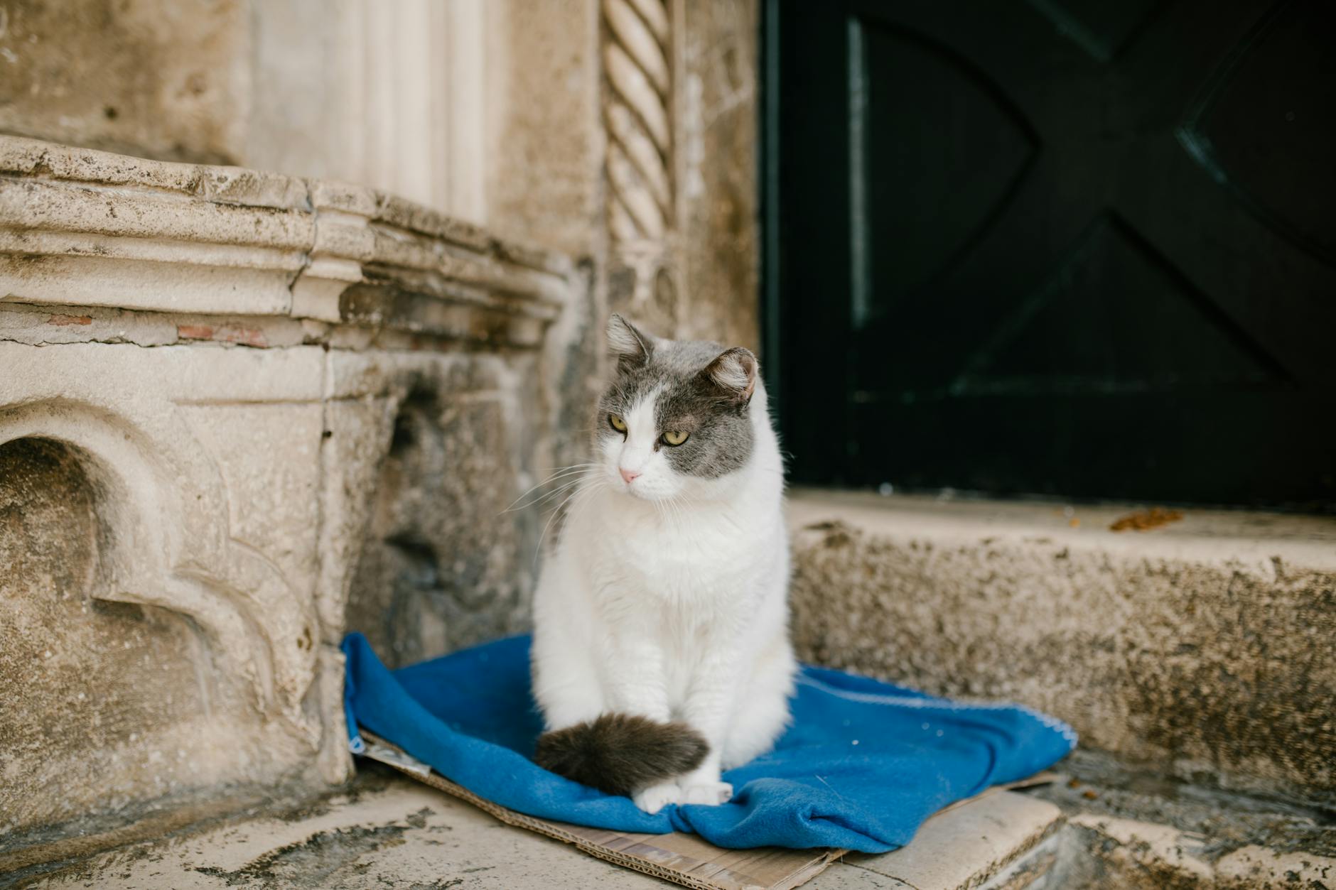 Yaşlı kedi battaniyede