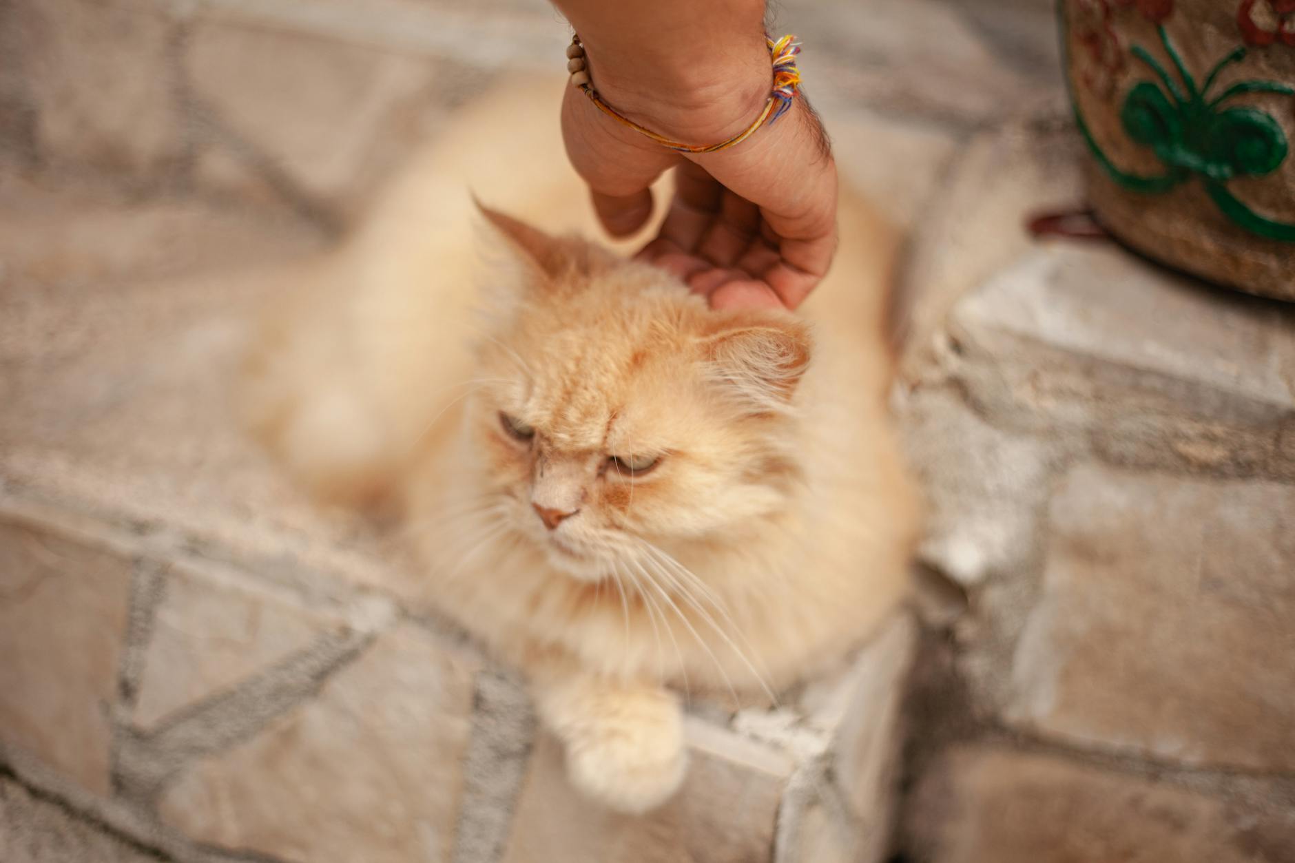 Kedi seven kişi