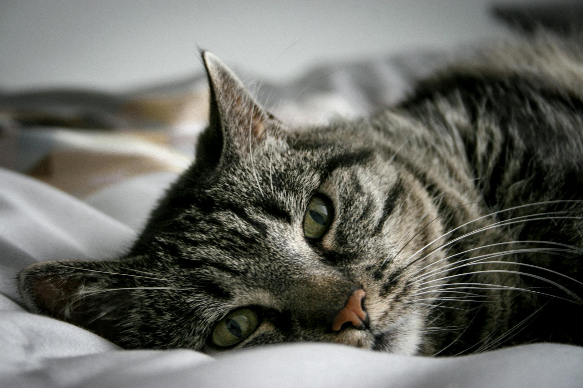 Yorgun yatan kedi