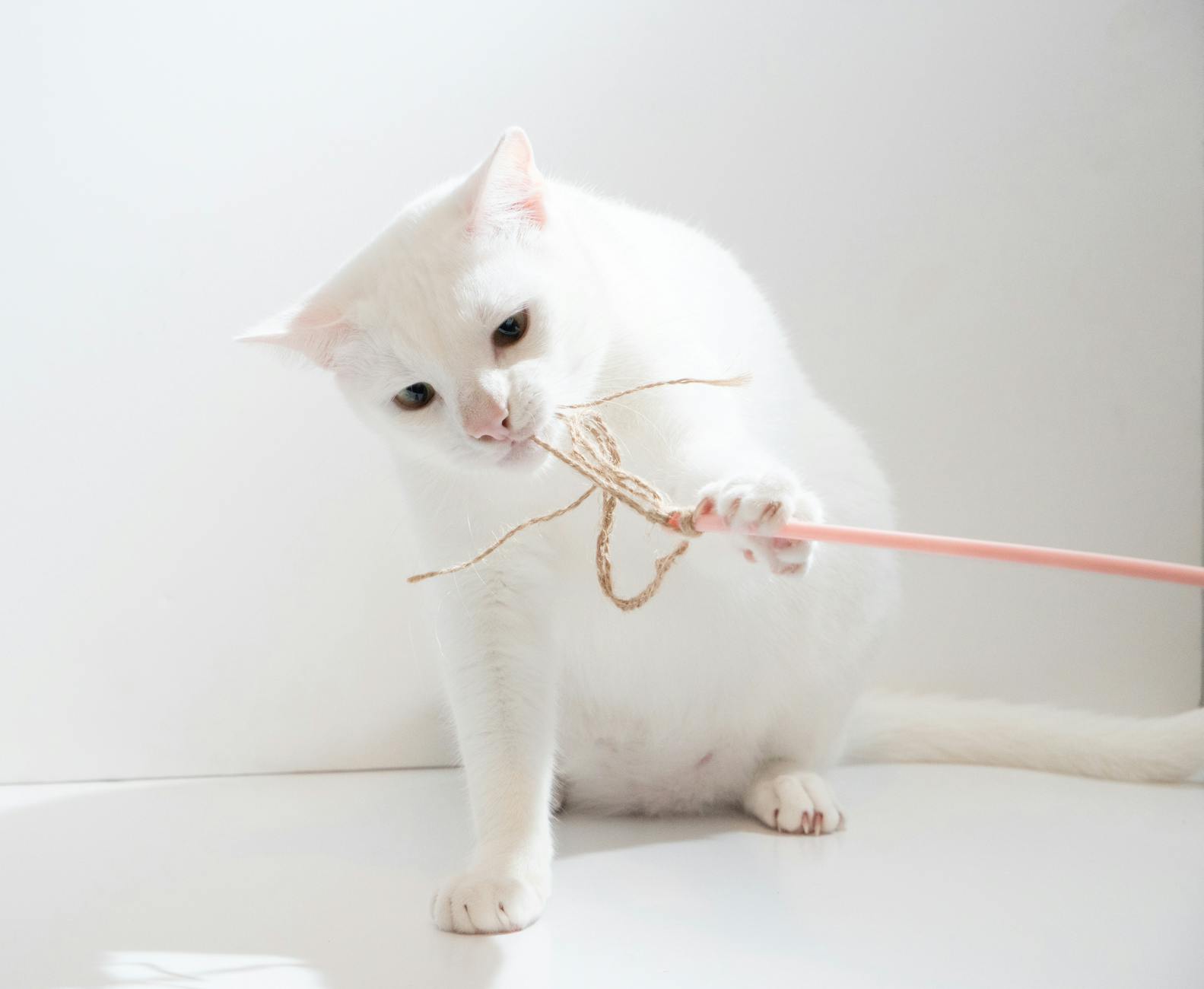 Oyuncak ile oynayan kedi