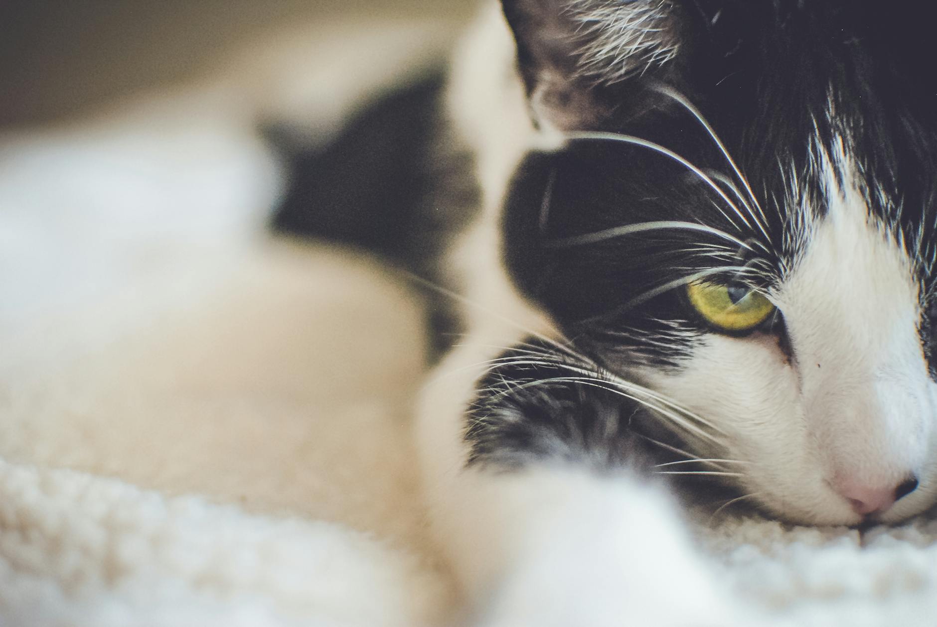 Kedi gözyaşı burun akıntısı