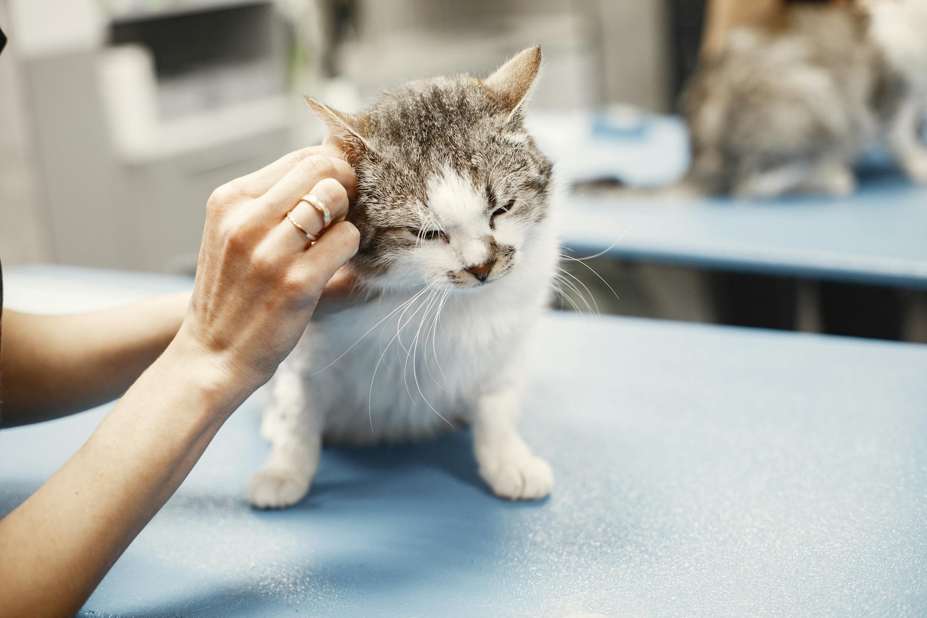 Kedi tiroid kontrolü