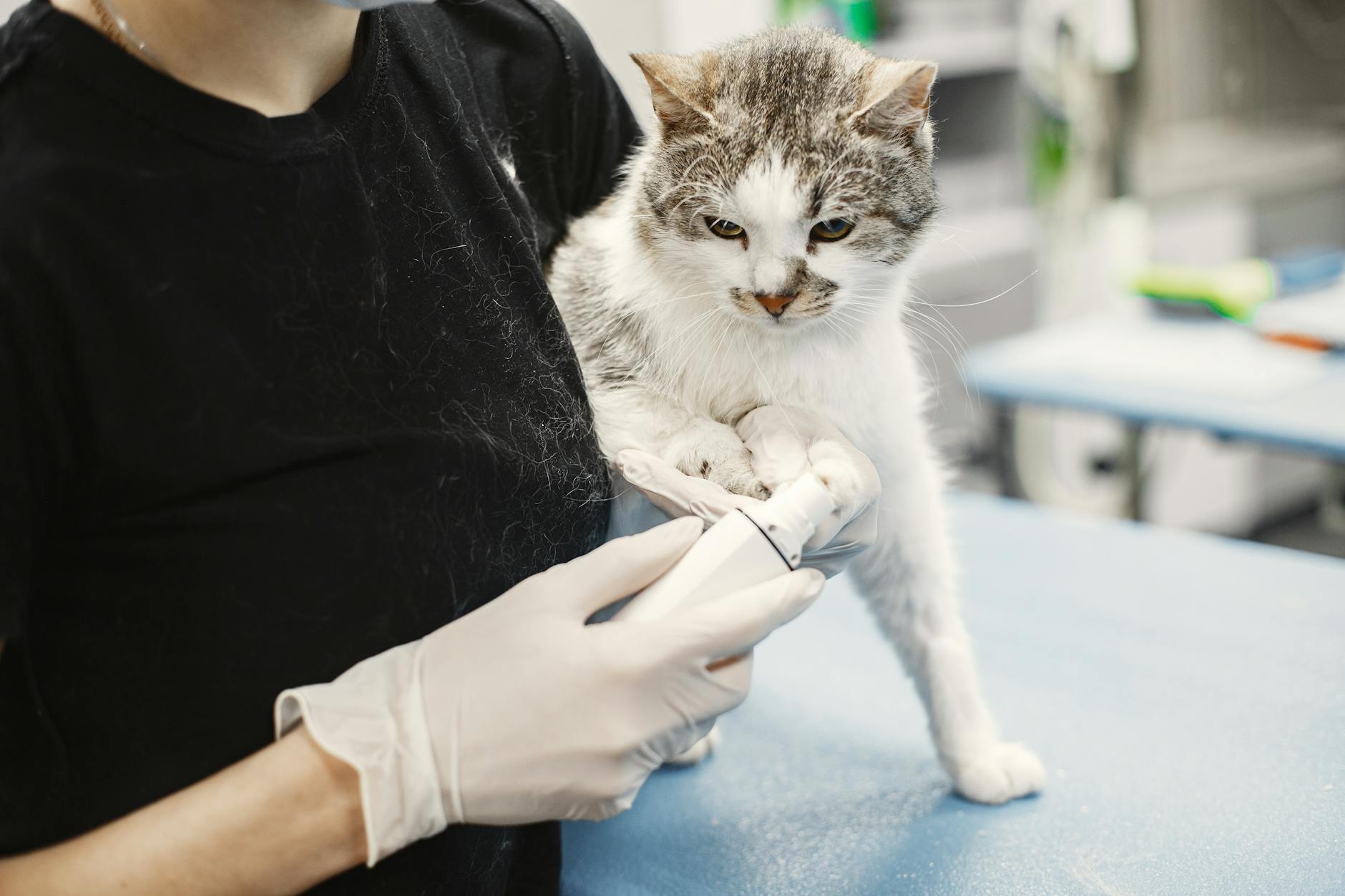 Kedi sağlık muayenesi