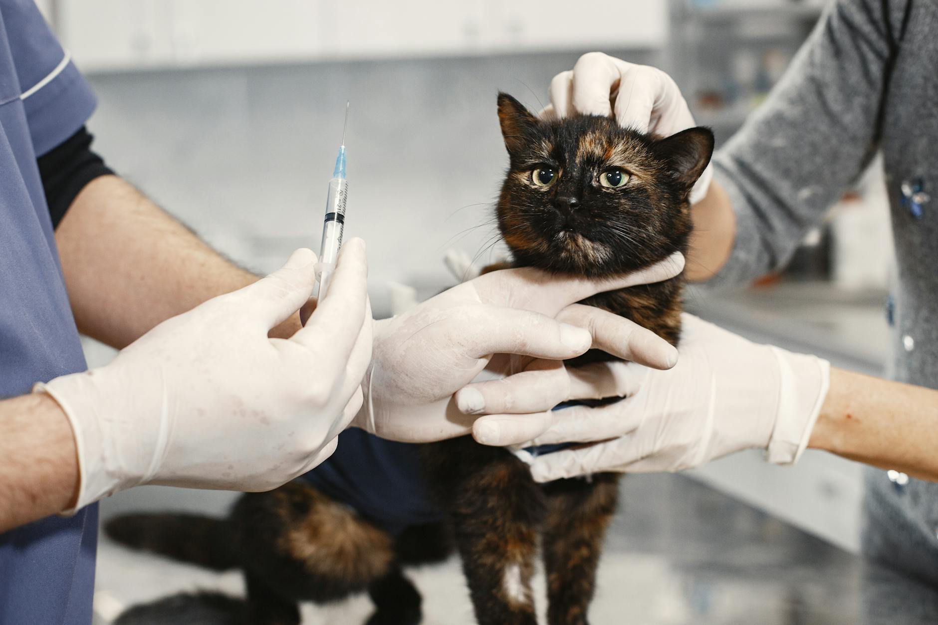 Kedi enjeksiyon yaparken