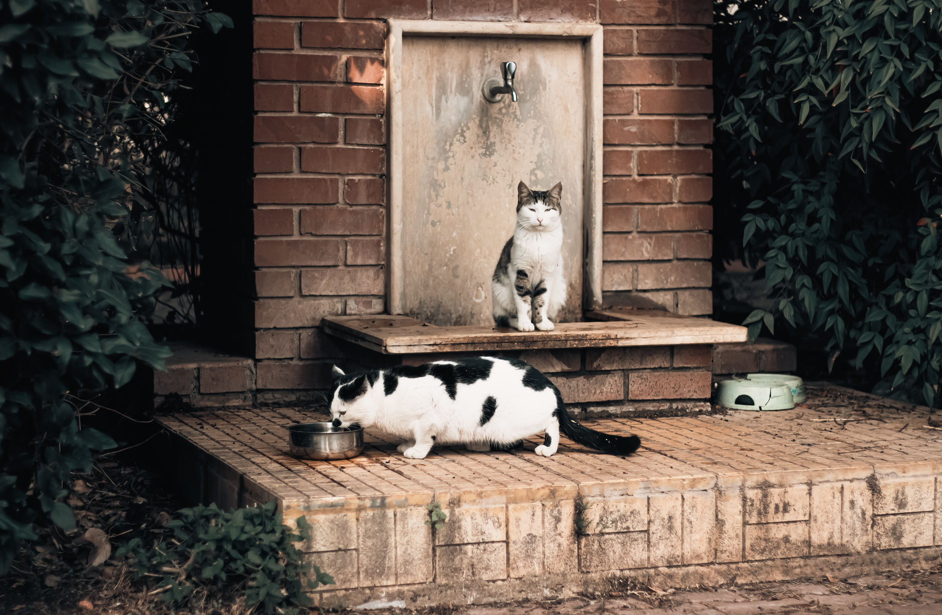 Kedi su içiyor