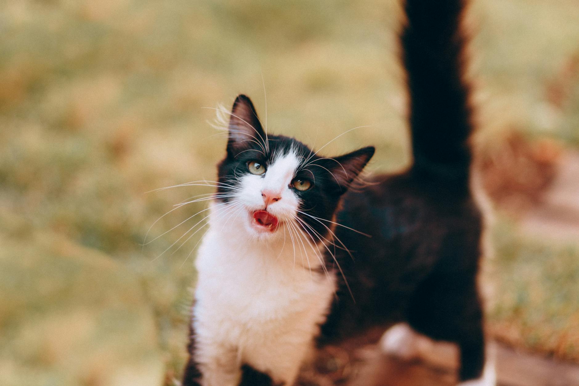 Kedi kuyruk dili