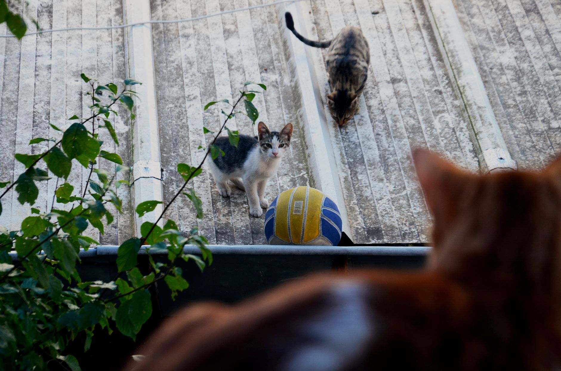 Top ile oynayan kedi