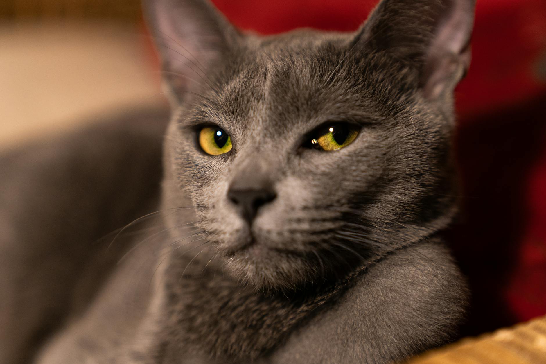 Russian Blue yeşil gözlü kedi