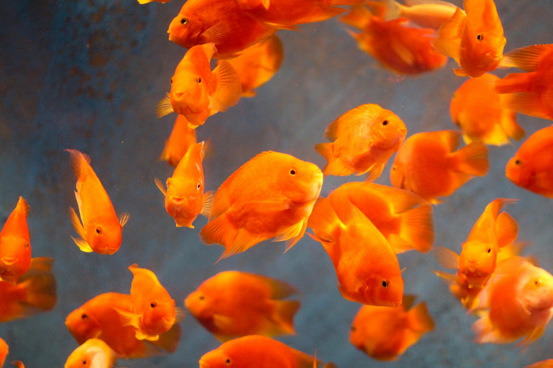Profesyonel aquascape