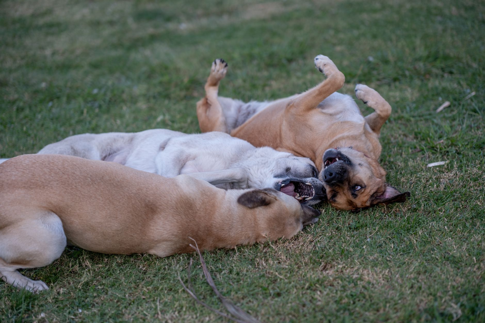 Diğer yavrularla sosyalleşen köpek