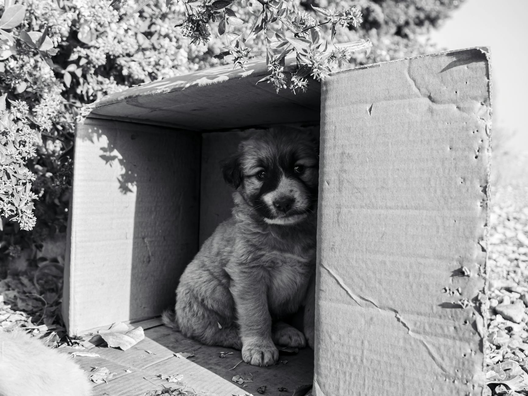 İlk veteriner muayenesindeki yavru köpek