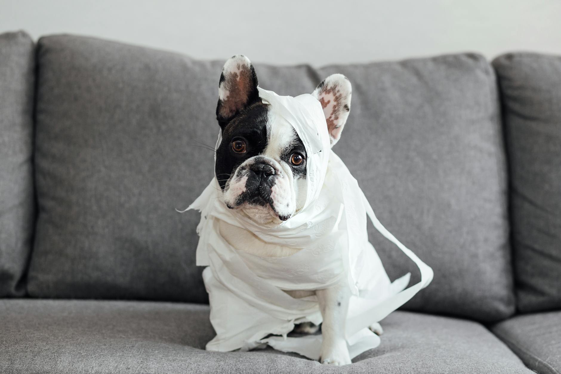 Tuvalet pediyle çalışan yavru köpek