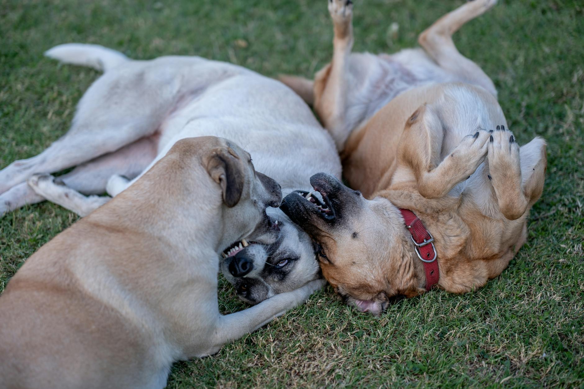 Sosyalleşme döneminde başka köpekle tanışan yavru