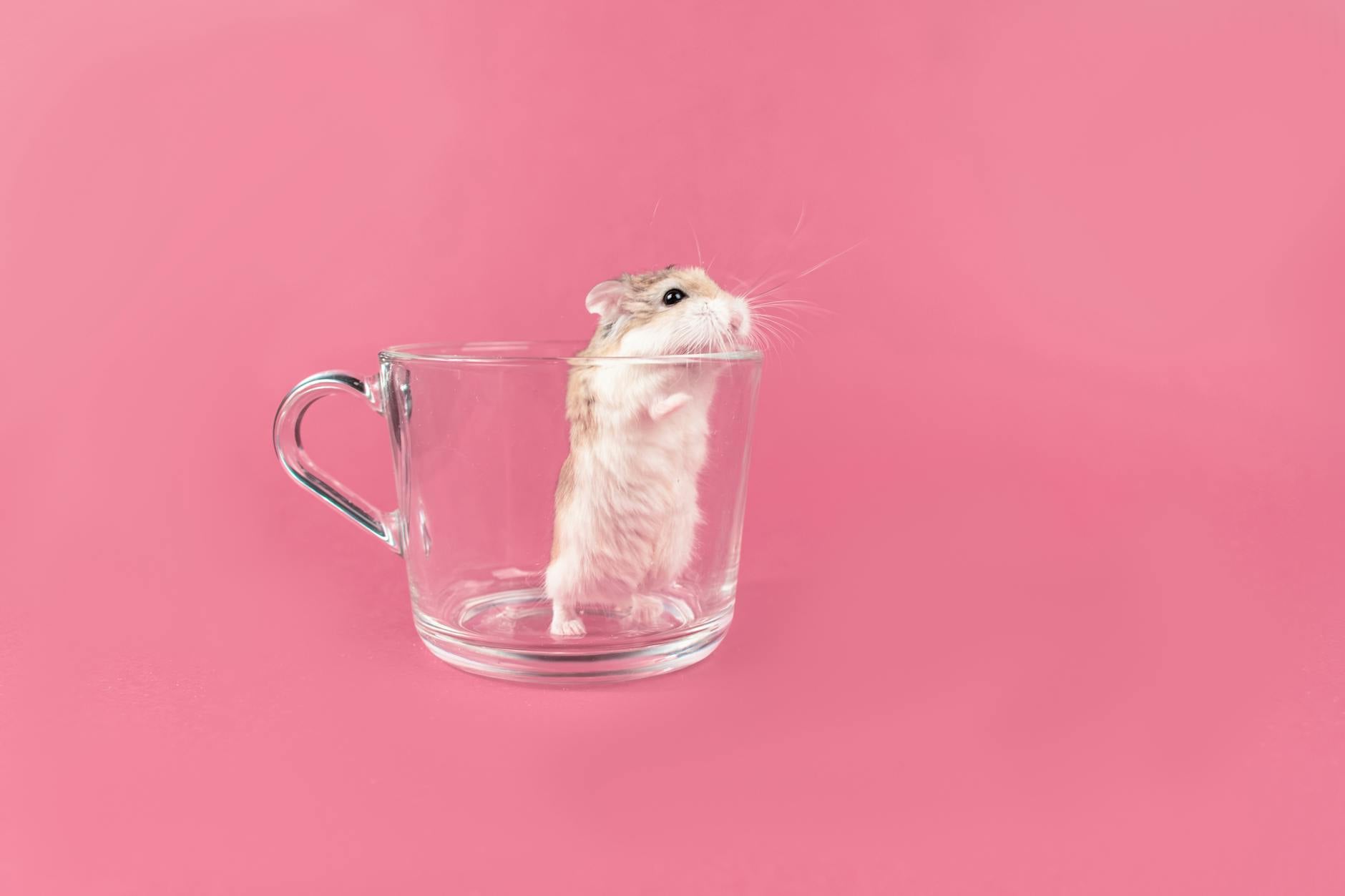Roborovski hamster aktivasyonda