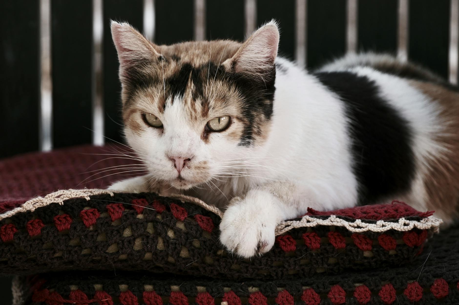 Bilinçli bakımla yaşlanan senior kedi