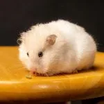 Klasik altın suriye hamsteri