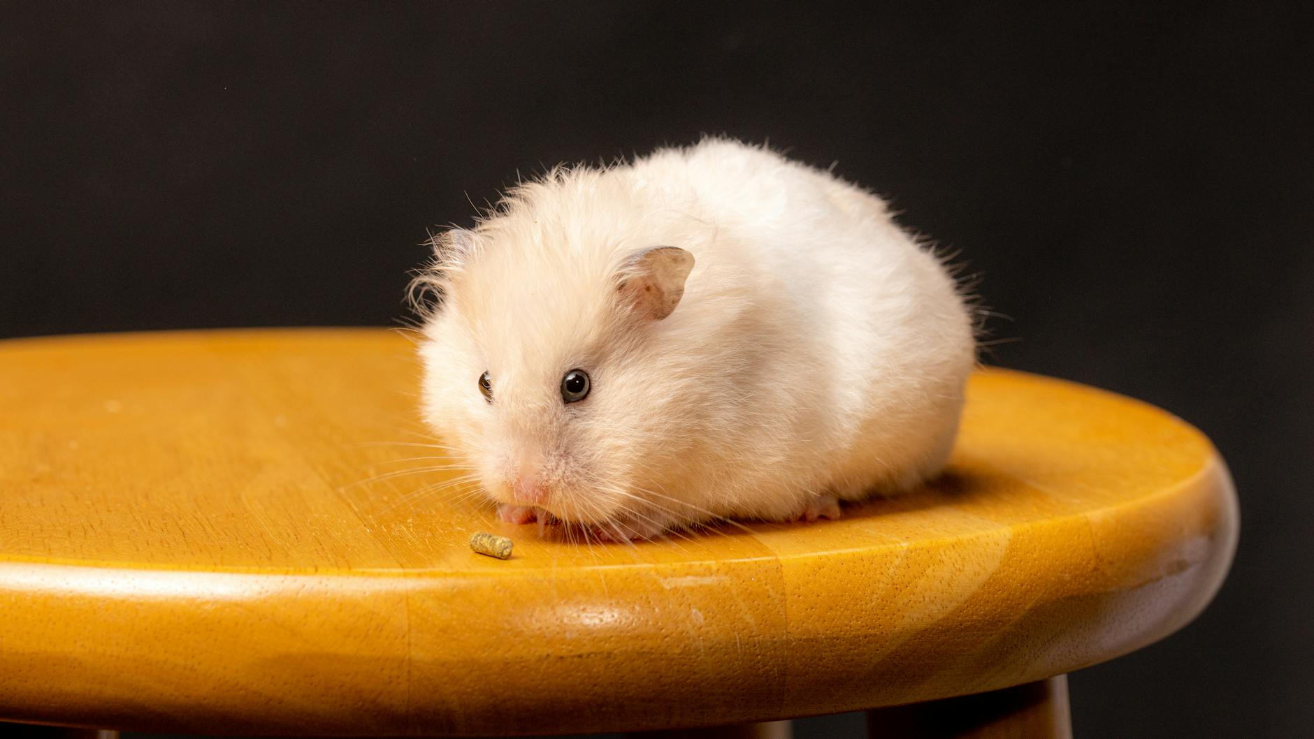 Klasik altın suriye hamsteri