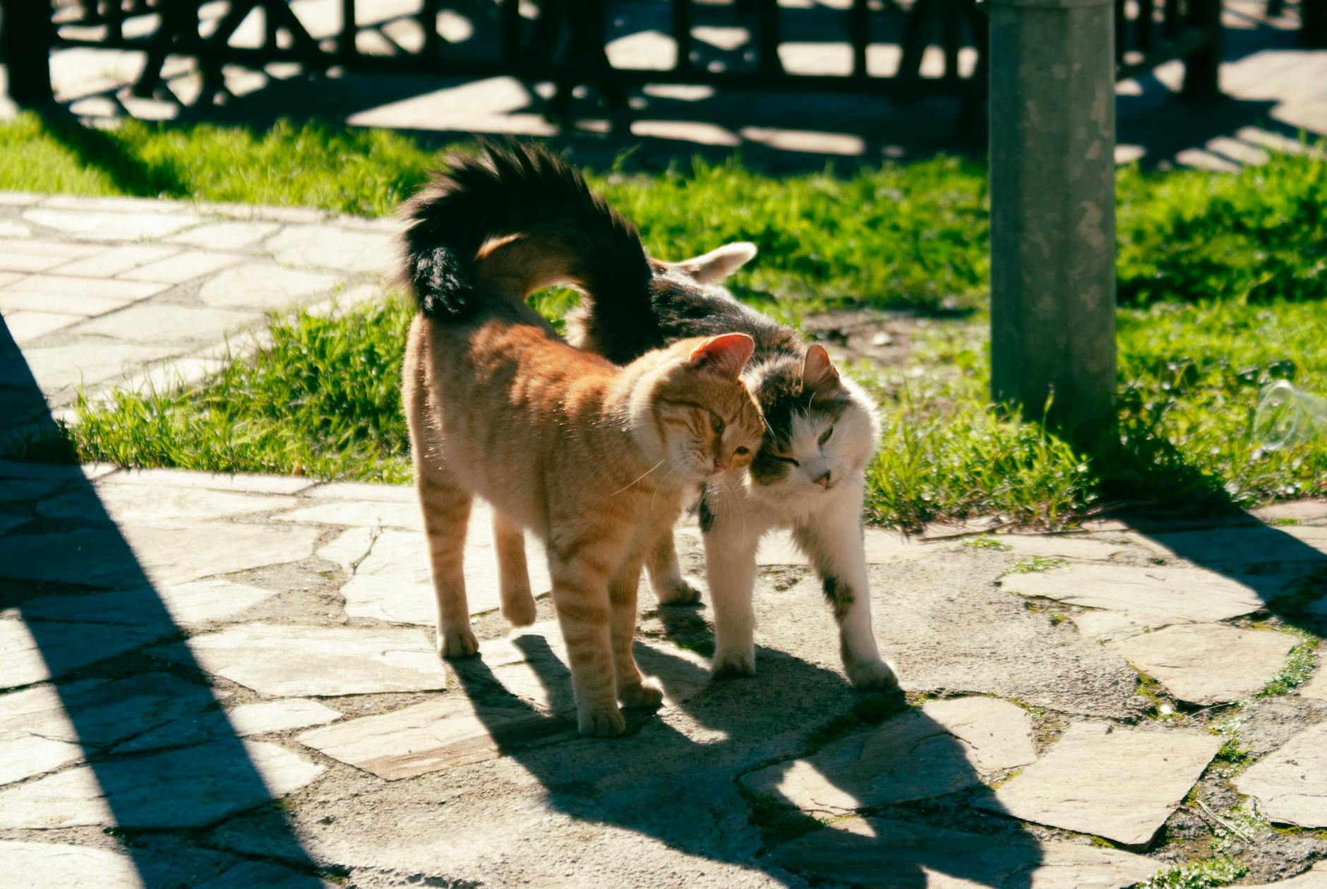 Sosyal gerilim içindeki iki kedi